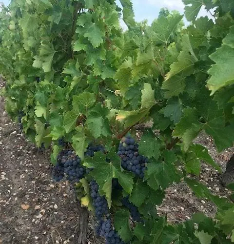 Du Medoc Calme Piscine Privee Surf Medoc Montalivet Ferienhaus